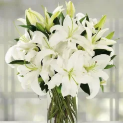 Elegant White Lilies
