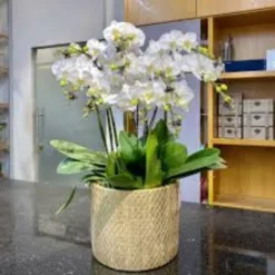White Orchid Bowl
