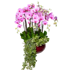 Cleantopis Phalaenopsis Signature Arrangement