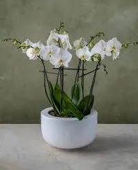Cleantopis Phalaenopsis Deluxe Vase Piece